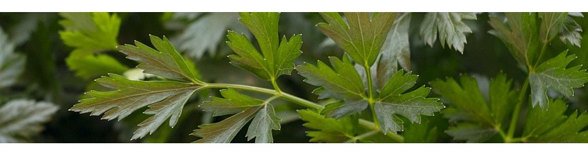 Petražolės. Petražolių sėklos internetu | balticseeds.lt