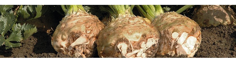 Salierų sėklos – šakniavaisiams ir lapkočiams | BalticSeeds