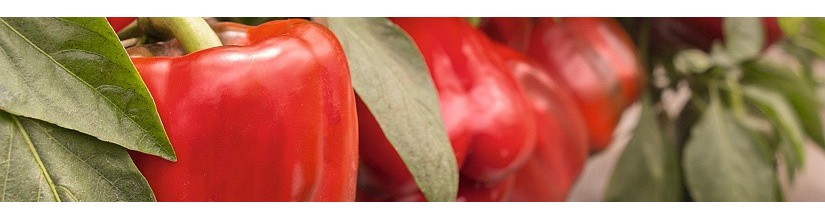 Paprikos. Paprikų sėklos internetu | balticseeds.lt